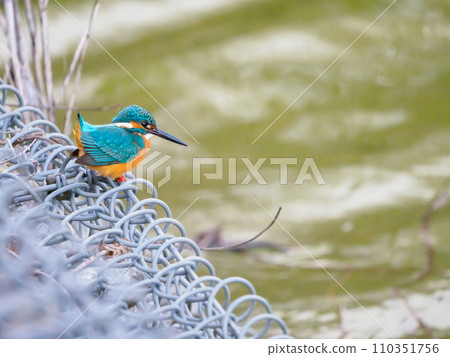 Kingfisher staring at the water surface from its gabion Kingfisher staring at the water surface from its gabion 110351756