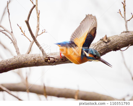 翠鳥跳出樹枝 110351793