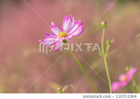 Cosmos flower field Cosmos flower field 110351964
