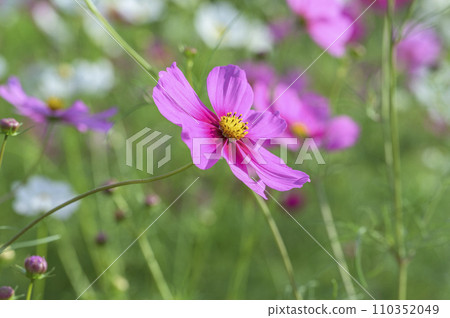 波斯菊花田 波斯菊花田 110352049