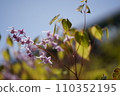 purple epimedium flowers 110352195