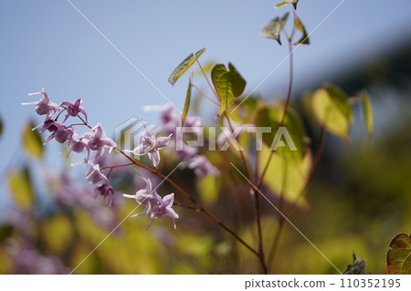 紫色淫羊藿花 110352195