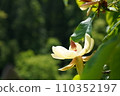White flower of Lonoki 110352197