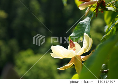 White flower of Lonoki White flower of Lonoki 110352197