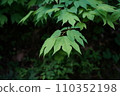 Fresh green Shimoji leaves 110352198