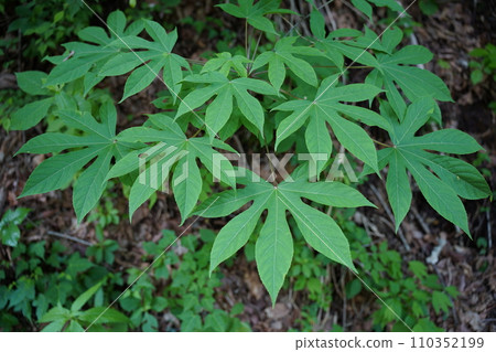 fresh green leaves fresh green leaves 110352199