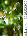 White flowers of Yukinoshita 110352200