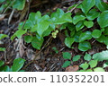Young fruit of Sartori 110352201