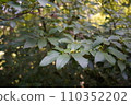 Kuromoji bearing fruit on the forest floor 110352202
