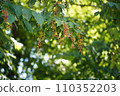Red fruit of Uwamizuzakura 110352203