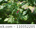Red fruit of Natsuhaze 110352205