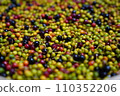 Colorful Uwamizuzakura fruit 110352206