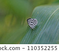 A cicada perched on a leaf 110352255