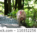 Japanese macaque family and child walking on the ground 110352256
