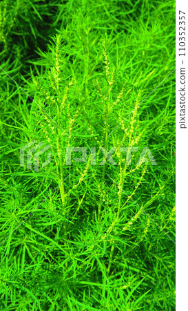 都立舍人公園的地膚風景(東京都足立區) 都立舍人公園的地膚風景(東京都足立區) 110352357