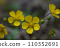 Yellow flowers of Yabuhebi Strawberry blooming on the forest floor in spring 110352691