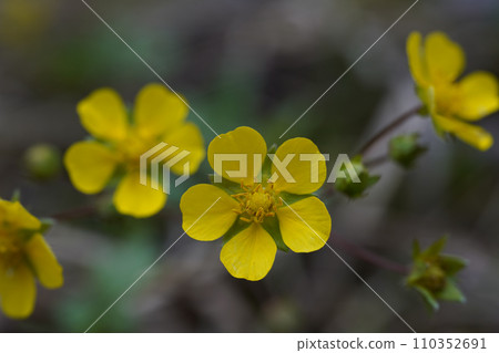 春天在森林地面上綻放的亞布赫比草莓黃花 春天在森林地面上綻放的亞布赫比草莓黃花 110352691
