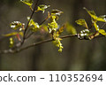 Yellow maple flowers blooming in the spring forest 110352694