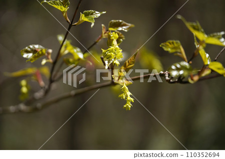 春天森林裡盛開的黃色楓花 春天森林裡盛開的黃色楓花 110352694