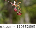 Red flowers of Hauchiwa maple blooming in the spring forest 110352695