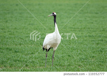 鶴、丹頂鶴、鶴、鶴在草甸覓食 鶴、丹頂鶴、鶴、鶴在草甸覓食 110352777