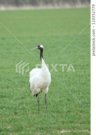 Cranes, red-crowned cranes, cranes, and cranes foraging in the meadow 110352779
