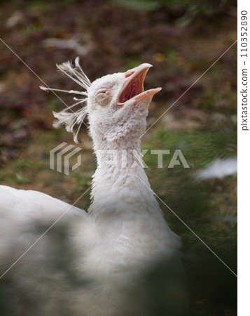 尖叫的白孔雀 110352890