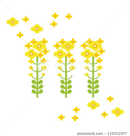 三朵可愛的油菜花的插圖 三朵可愛的油菜花的插圖 110352977