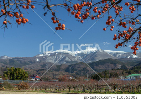 雪山藏王山與殘存的柿子 110353002
