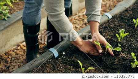 Farmer hands, gardening and plants in soil for agriculture, sustainability and eco friendly farming of vegetables. Person with sprout, green growth and fertilizer or compost for growth or development Farmer hands, gardening and plants in soil for agriculture, sustainability and eco friendly farming of vegetables. Person with sprout, green growth and fertilizer or compost for growth or development 110353775