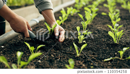 Closeup, hand and soil for planting in farming, agribusiness or gardening in greenhouse for future growth. Person, worker and tool for earth, sapling or harvest of organic produce, vegetable or agro Closeup, hand and soil for planting in farming, agribusiness or gardening in greenhouse for future growth. Person, worker and tool for earth, sapling or harvest of organic produce, vegetable or agro 110354258