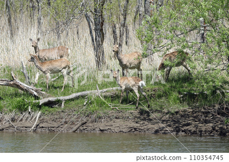 Herd of Ezo deer Ezo deer Kushiro Marsh 110354745