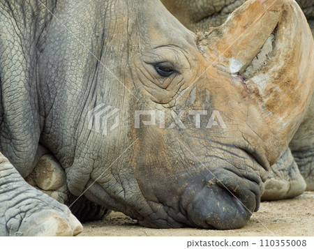 南方白犀牛的輪廓 南方白犀牛的輪廓 110355008