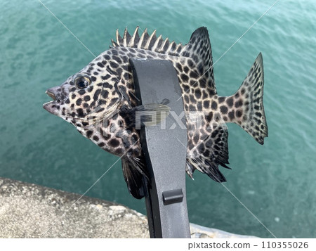 Ishigakidai caught on the embankment 110355026