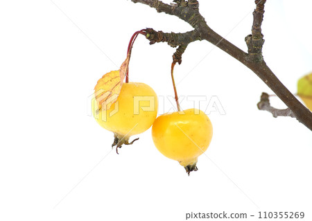 European crab apple or simply crab apple over white European crab apple or simply crab apple over white 110355269