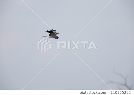 飛呂中日須 飛呂中日須 110355293