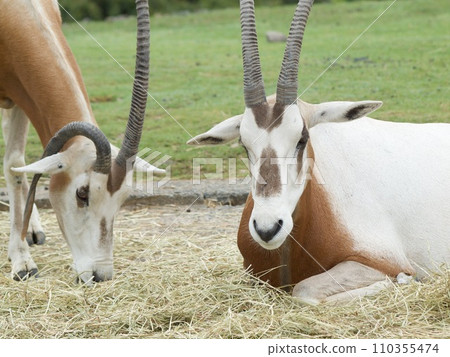 Grass-eating scimitar oryx 110355474