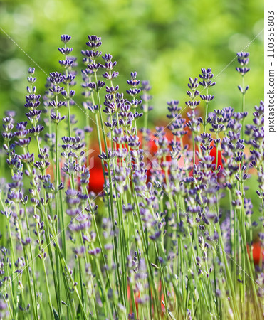 Lavender flowers blooming in the garden with blurred background on a summer day Lavender flowers blooming in the garden with blurred background on a summer day 110355803