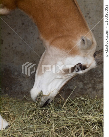 Profile of a white oryx eating Profile of a white oryx eating 110356052