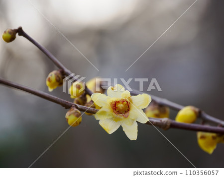 冬季盛開的魯姆花 110356057