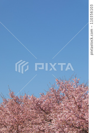 櫻花的圖像在清楚的天空的 櫻花的圖像在清楚的天空的 110356103