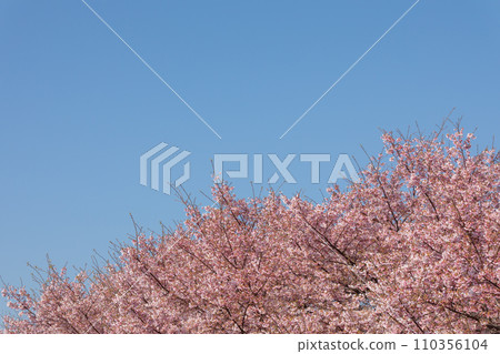 櫻花的圖像在清楚的天空的 110356104