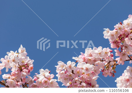 櫻花的圖像在清楚的天空的 櫻花的圖像在清楚的天空的 110356106