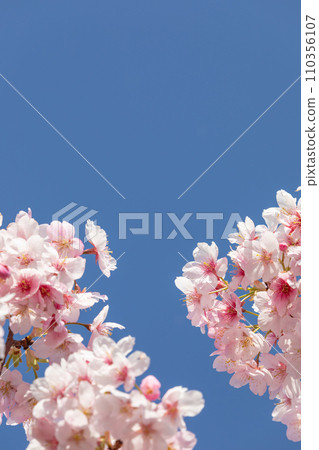櫻花的圖像在清楚的天空的 櫻花的圖像在清楚的天空的 110356107