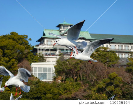 Large flock of black-headed gulls 05 110356164