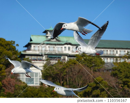 Large flock of black-headed gulls 07 Large flock of black-headed gulls 07 110356167
