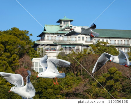 黑頭鷗群08 黑頭鷗群08 110356168