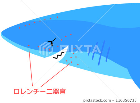 lorentini organ 110356733
