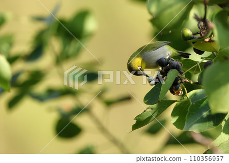 Green eyes eat fruit in the morning light Green eyes eat fruit in the morning light 110356957