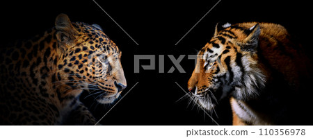 Adult leopard and tiger portrait. Animal on dark background Adult leopard and tiger portrait. Animal on dark background 110356978